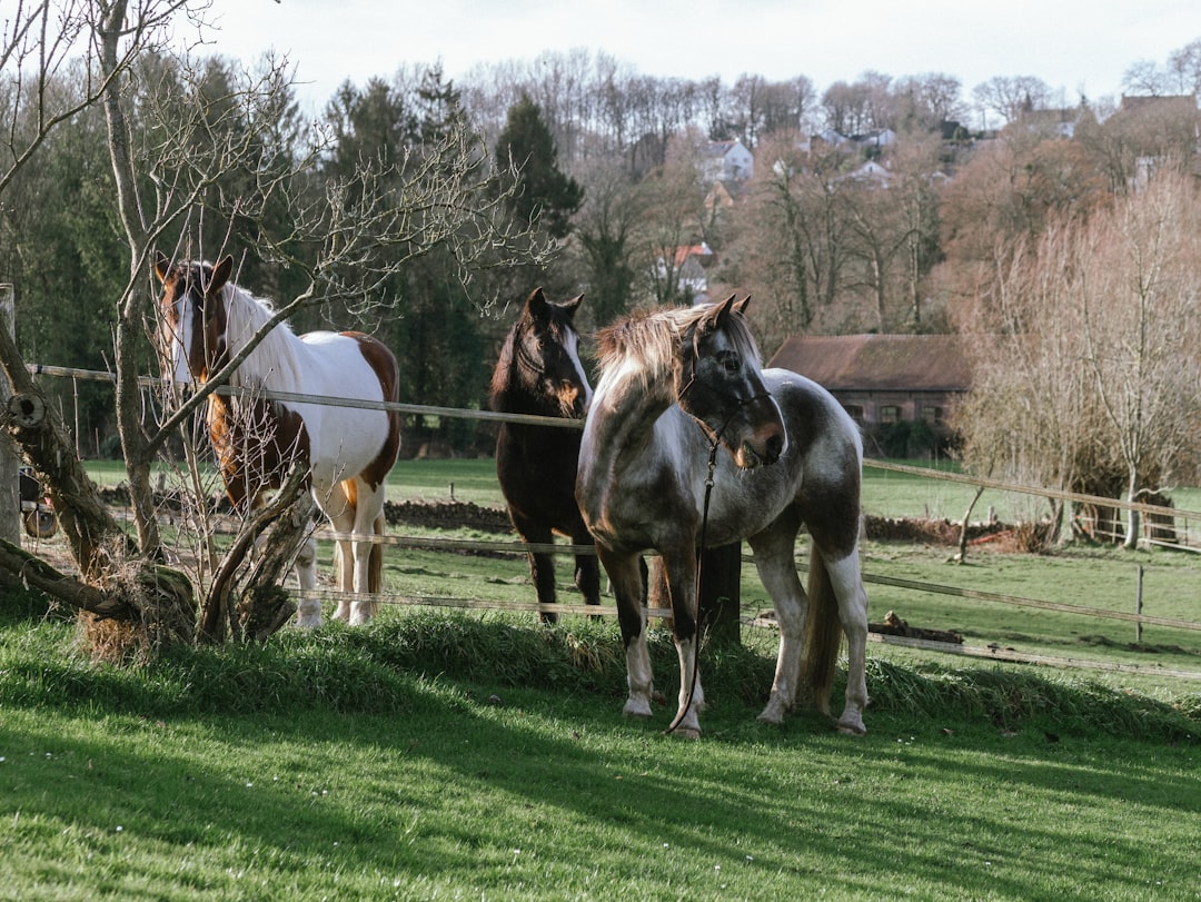Découvrez lela   du Brabant Wallon